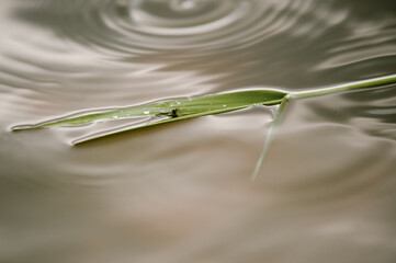 Płynący z nurtem liść trzciny wodnej z siedzącym na nim owadem