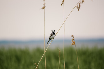 Mały szary ptaszek bujający się na smukłej trzcinie rosnącej na podmokłych terenach