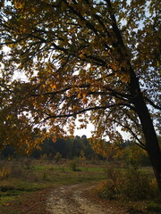 autumn in the forest