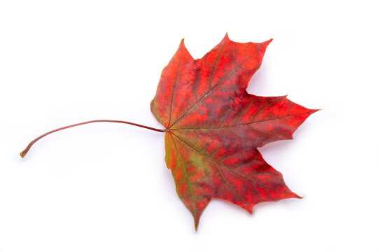 Maple leave isolated
