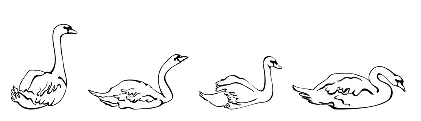 Vector set of silhouettes of swans in different poses. isolated on a white background. Horizontal border of floating swans. Collection of decorative bird icons.hand-drawn. Horizontal frieze for design