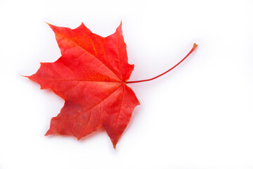 Maple leave isolated on white background. Color red - green - yello. Texture, background, pattern.