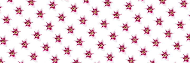 isolated pink Lilly flower bloom on white background, lilly flower flat lay