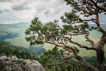 Pine tree against the background of mountains, green meadows and forests. Beautiful crooked...