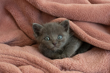 small gray cat in a blanket yawns. Long tongue