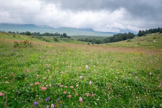 pink flowers and grass in a mountain meadow against the backdrop of mountains on a cloudy summer day © Alexey Oblov