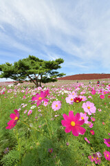 Obraz premium コスモスの花とコキア