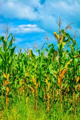 corn field with sky background