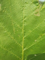 green leaf texture