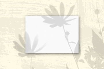 Natural light casts shadows from Jerusalem artichoke flowers on A horizontal A4 sheet of white textured paper.