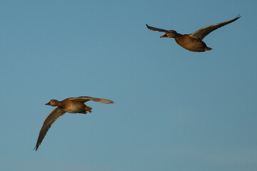 Mallard Anas platyrhynchos Costa Ballena Cadiz