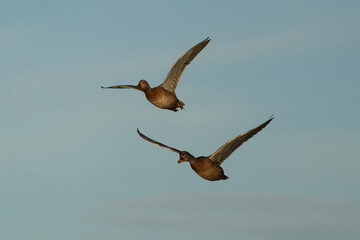 Mallard Anas platyrhynchos Costa Ballena Cadiz