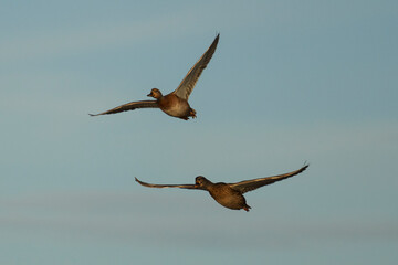 Mallard Anas platyrhynchos Costa Ballena Cadiz