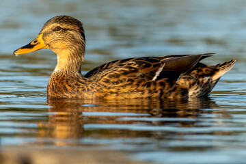 Mallard Anas platyrhynchos Costa Ballena Cadiz