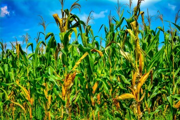 Obraz premium Corn is about to be harvested. Ears of corn