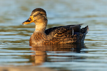 Mallard Anas platyrhynchos Costa Ballena Cadiz