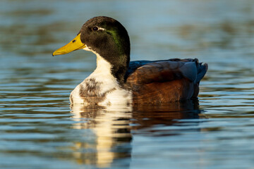 Mallard Anas platyrhynchos Costa Ballena Cadiz