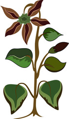 leaves and flower isolated on white