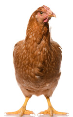 one brown chicken isolated on white background, studio shoot