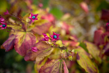 natural background of exotic color plants purple and cyan contrast, blurry, autumn season