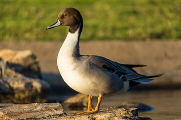 Northern Pintail Anas acuta Costa Ballena Cadiz