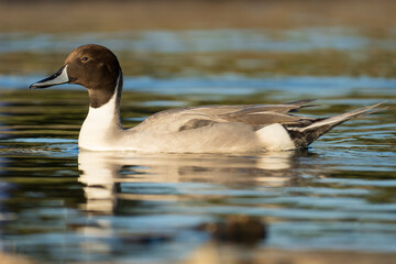 Northern Pintail Anas acuta Costa Ballena Cadiz