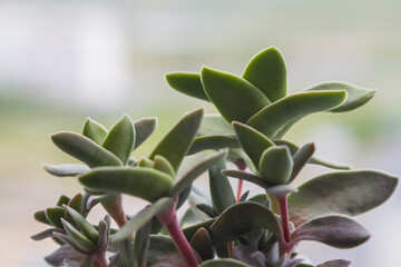 Flowerpot with crassula falcata, green blur nature background