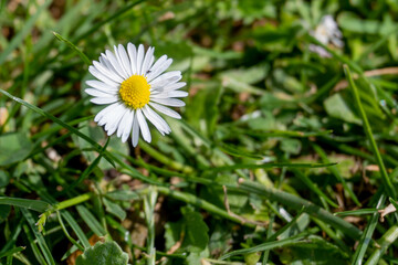 Fototapeta premium Daisy flower on grass