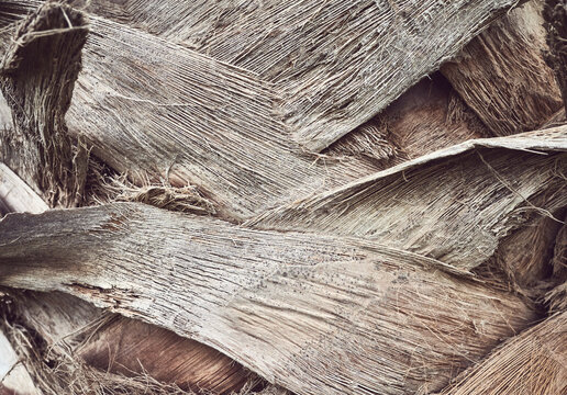 Close up picture of a palm tree trunk, toned natural abstract background.