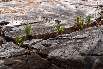Trunk with grass and textures