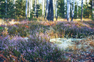 A glade of blooming lilac heather flowers in a birch forest. © Ann Stryzhekin