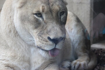 portrait of a lion queen
