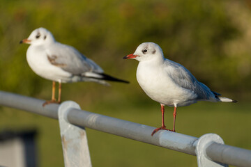 Fototapeta premium Mediterranean GullIchthyaetus melanocephalus Costa Ballena Cadiz