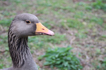 goose on the grass