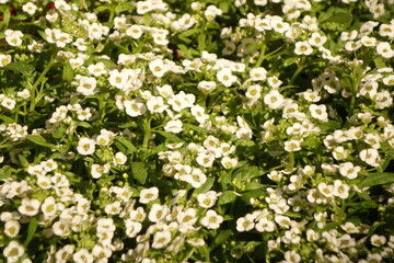 white flowers in the garden