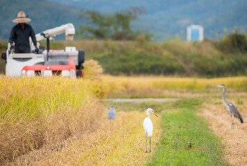 稲刈りの後エサを探すサギ