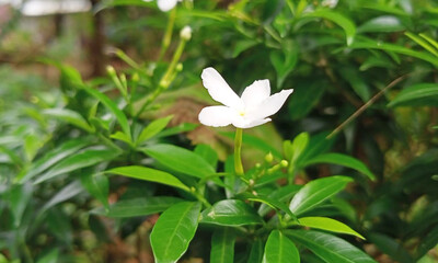 white flowers in the forest