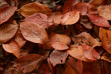落ち葉　桜の葉