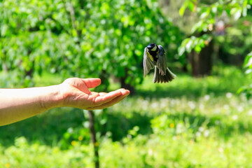 Great tit bird taking seeds from human hand