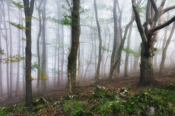 Misty landscape with fir forest at mist, Foggy trees