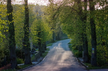 Obraz premium Kręta droga asfaltowa wśród rosnących drzew