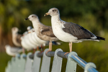 Lesser Black-backed Gull Larus fuscus Costa Ballena Cadiz