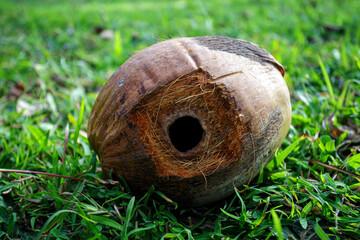 Fallen coconut with a round hole bitten by squirrel