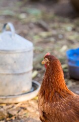 Fototapeta premium portrait of chicken in poultry yard