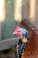 portrait of chicken in poultry yard