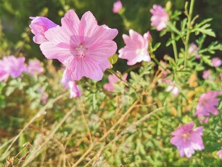 Rosa Bl&uuml;te vom Storchschnabel mit Hummel