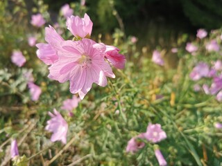 Fototapeta na wymiar Rosa Blüte vom Storchschnabel mit Hummel