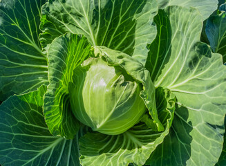 cabbage field green farm greenhouse background leaves head sun day