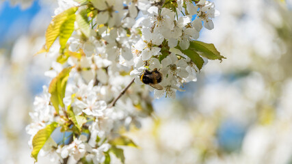 Closeup of a Bee on a Blossom in Springtime