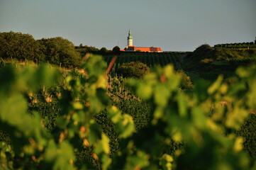 View of Mikulov from the vineyard